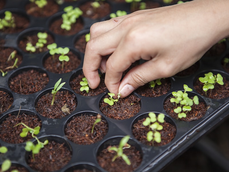 Nursery Fertilizer Starter Kit